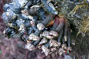 Barnacles: Goose Barnacles