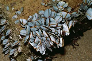Barnacles: GOOSE BARNACLES