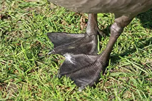 Webbed: Goose Feet
