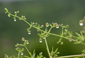 Cleavers: Goose-grass / Cleavers