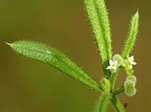Sticky: Goose grass or cleavers, with flowers and developing