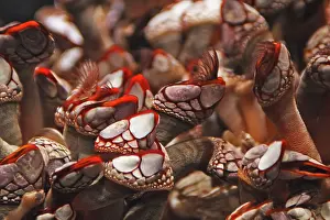 Barnacles: Goose neck barnacle