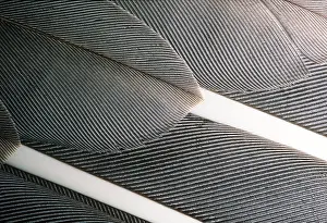 Andrey Zvoznikov: Goose Wing Feathers - Wild White Fronted Goose