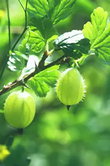 Gooseberry: Gooseberry