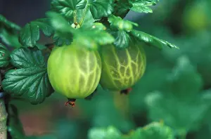 Gooseberry: Gooseberry