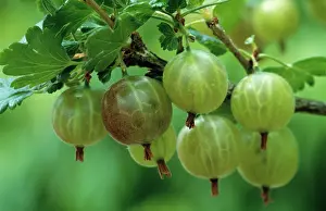 Gooseberry: Gooseberry