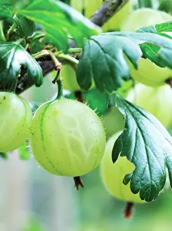 Gooseberry: Gooseberry