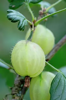 Gooseberry: Gooseberry