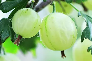 Gooseberry: Gooseberry