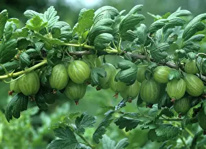 Gooseberry: Gooseberry