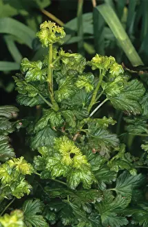 Chlorosis: Gooseberry aphid