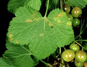 Gooseberry: Gooseberry cluster cup