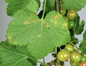 Gooseberry: Gooseberry cluster-cup rust