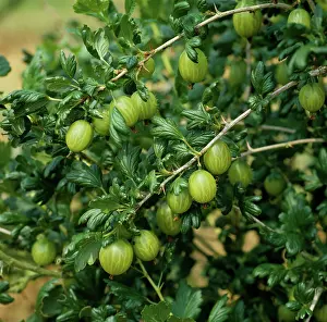 Gooseberry: Gooseberry (Ribes uva-crispa)