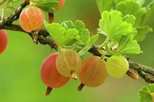 Gooseberry: Gooseberry - ripe Gooseberries on twig