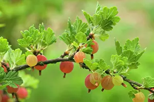 Gooseberry: Gooseberry - ripe Gooseberries on twig