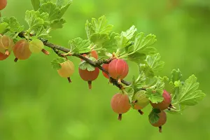 Gooseberry: Gooseberry - ripe Gooseberries on twig