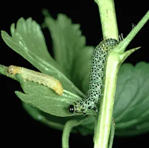 Ribesii: Gooseberry sawfly larvae