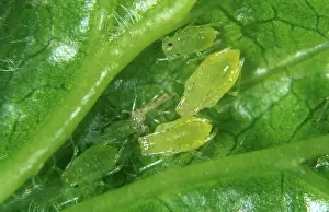 Sowthistle: Gooseberry-sowthistle aphid