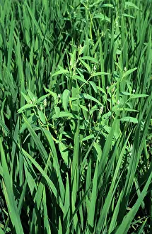 Luzon: Gooseweed in rice crop