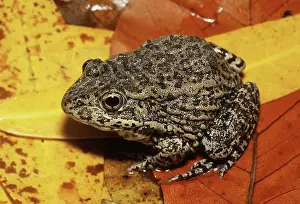 Gopher: Gopher Frog