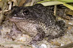 Gopher: Gopher Frog