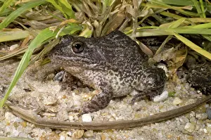Gopher: Gopher Frog