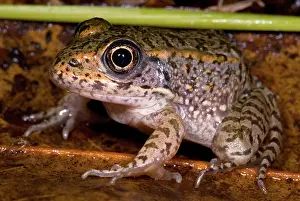 Gopher: Gopher Frog