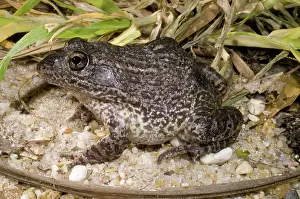 Gopher: Gopher Frog