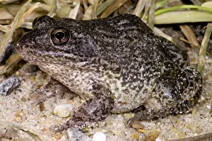 Gopher: Gopher Frog