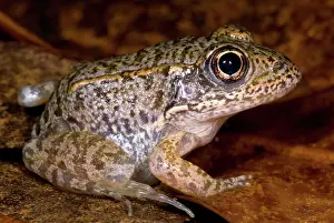 Gopher: Gopher Frog