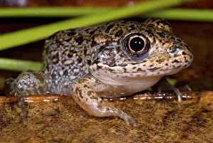 Gopher: Gopher Frog