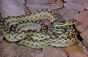 Gopher: Gopher Snake