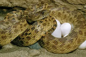 Gopher: Gopher Snake