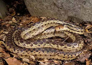 Gopher: Gopher Snake