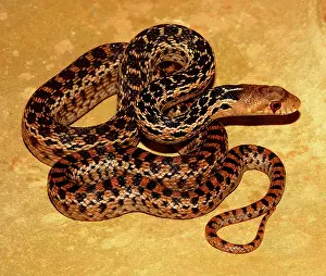 Gopher: Gopher Snake