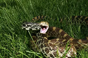 Preparing: Gopher Snake (Pituophis melanoleucus)