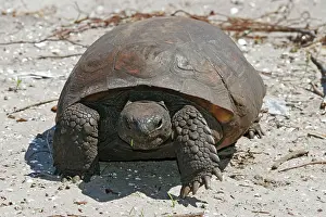 Gopher: Gopher Tortoise