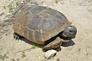 Gopher: Gopher Tortoise