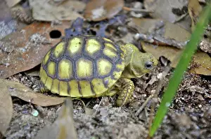 Gopher: Gopher Tortoise