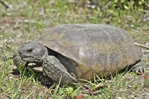 Gopher: Gopher Tortoise