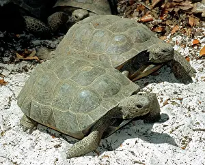 Gopher: Gopher Tortoise