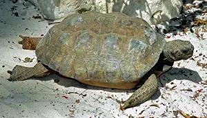 Gopher: Gopher Tortoise