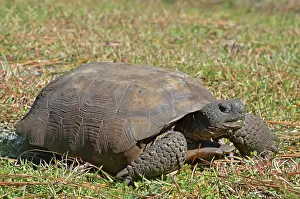 Gopher: Gopher Tortoise