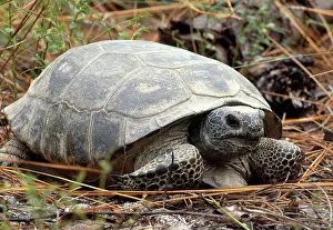 Gopher: Gopher Tortoise