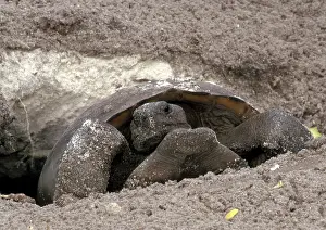Leaving: Gopher Tortoise