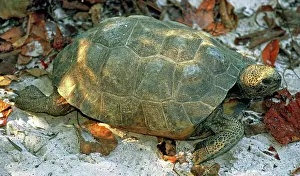 Gopher: Gopher Tortoise