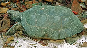 Gopher: Gopher Tortoise