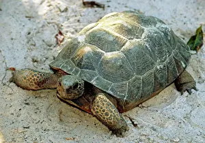 Gopher: Gopher Tortoise
