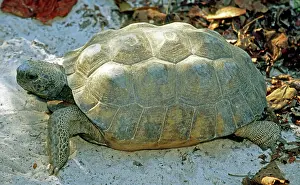 Gopher: Gopher Tortoise